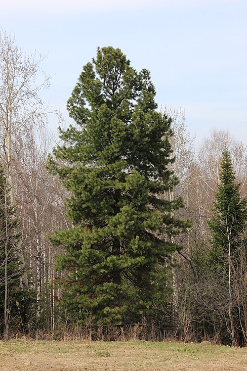 Siberian pine